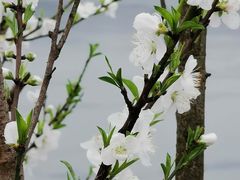 -朝阳正码头