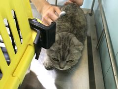 -中农大我爱我爱24h动物医院·中医针灸·猫专科·骨科医疗中心(双井店)