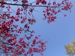 -清境桃源