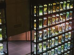 -广东中医药博物馆