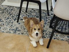 -Let's go狗咖·猫咖·奶狗·桌游(春熙路IFS店)