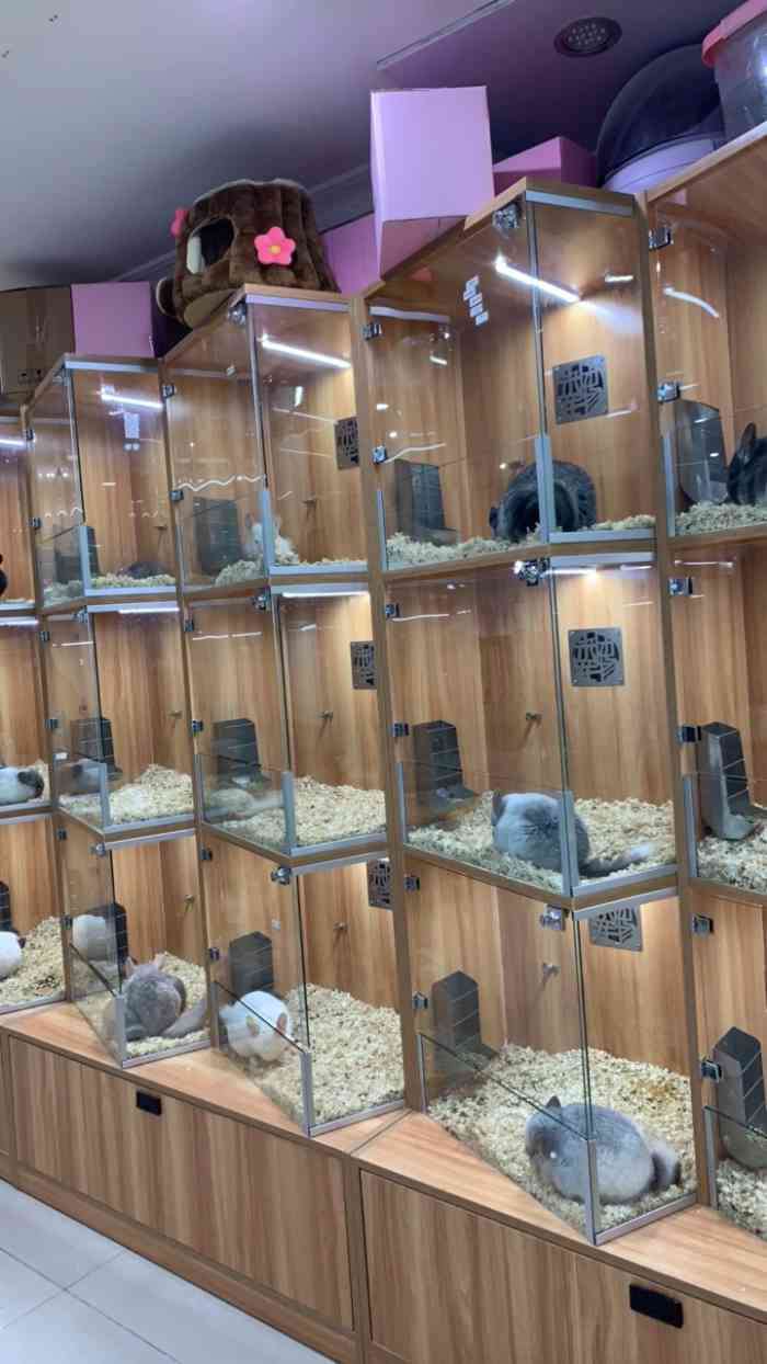 米团龙猫-"一家有意思的宠物商店龙猫 喵喵 狗狗 ."-大众点评移动版