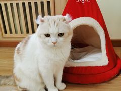 -猫和宫(六道口店)