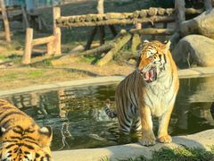 -泉州海丝野生动物世界