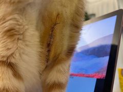 -爱诺耐芙动物医院(万博店)