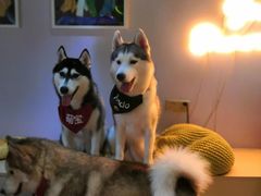 -Husky Go! 哈士奇体验馆·宠物咖啡厅狗咖