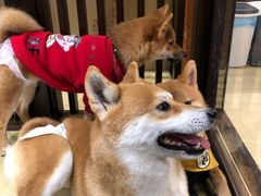 -逗柴咖啡屋·狗咖猫咖宠物桌游