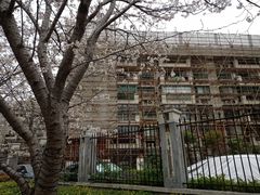 -高东镇樱花园