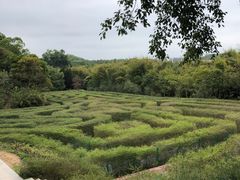 -大屏嶂森林公园