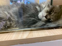 -屋虎猫馆(宝安大仟里店)