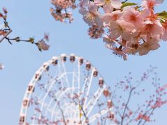 -顾村公园