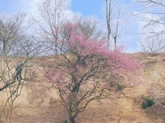 -新建村梅花