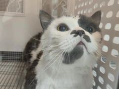 -创凡宠物医院·骨专科  猫科中心(西乡分院)