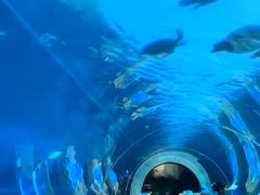 -海棠湾洲际-涛·海底餐厅·美人鱼·自助餐·海底隧道