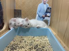 -屋虎猫馆(宝安大仟里店)