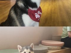-Husky Go! 哈士奇体验馆·宠物咖啡厅狗咖
