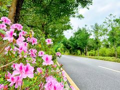 -深圳仙湖植物园