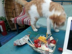 -Sirena海妖日咖夜酒