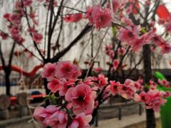 -河北村民俗体验园
