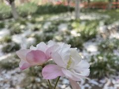 -海棠花溪(元大都城垣遗址公园)