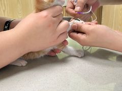-瑞鹏宠物医院犬猫全科(真大分院)