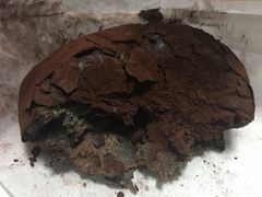 脏脏包-LELECHA乐乐茶(美罗城店)