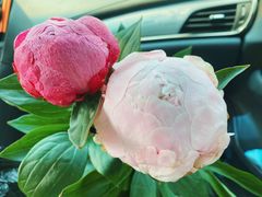 -朝来春花卉市场-东停车场