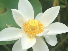 -白洋淀景区
