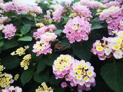 -深圳国际园林花卉博览园