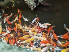 -正佳雨林生态植物园