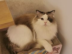 -猫腻·猫咖·撸猫馆(星光大道店)