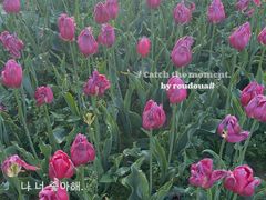 -花博汇(知音花月夜)