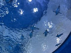 -上海海昌海洋公园
