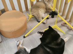 -柴迷FANS CLUB·柴犬狗咖·猫咖