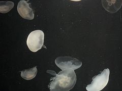 -大阪海游馆