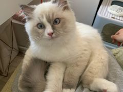 -纳吉亚猫专科动物医院博雅分院