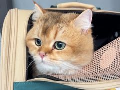 -伟伟宠物医院·瑞派猫友好医院·猫科(光谷店)