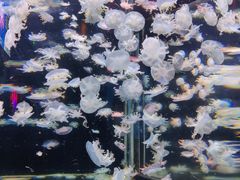 -太平洋海底世界