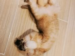 -momokira米努特·德文卷毛猫·棉花面纱犬