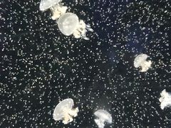 -青岛海底世界-水族馆