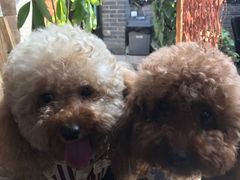 -百好乐宠物友好餐厅(朝外大街店)