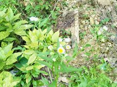 -木兰云雾山