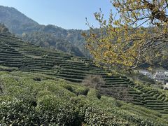-龙井壹号·茶缘山景宴(龙井村店)