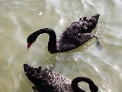 -五缘湾湿地公园