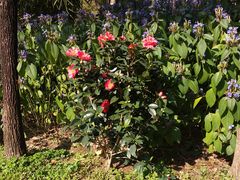 -深圳国际园林花卉博览园