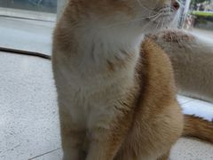-飞行喵MR PILOT|猫舍·猫咖(静安大融城店)