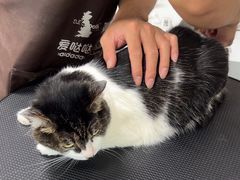 -瑞鹏宠物医院·骨外科·心肾科·肿瘤科(九亭店)