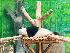 -灵玲国际马戏城