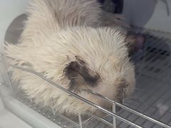 -北京观赏动物医院·24小时大型综合·猫专科·异宠专科