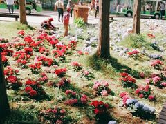 -黄海国家森林公园